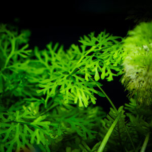 Sumatrafarn – schnellwachsende Farnpflanze mit fein gefiederten Blättern für kleine und große Aquarien