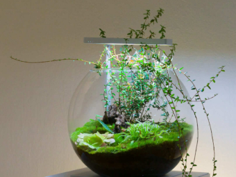 Kugelvase Karnivoren-Terrarium mit fleischfressenden Pflanzen und Moos bepflanzt