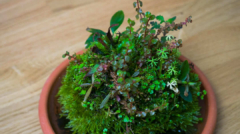 Ein bepflanzter Wabi-Kusa-Ball mit Moos und Stängelpflanzen in einem Terrakotta-Untersetzer auf einem Holztisch