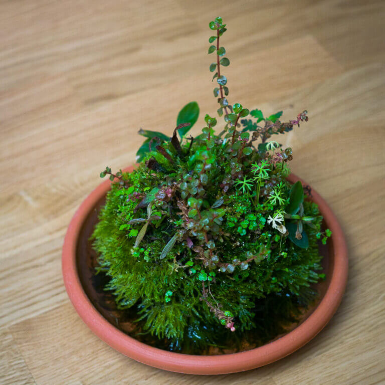 Ein bepflanzter Wabi-Kusa-Ball mit Moos und Stängelpflanzen in einem Terrakotta-Untersetzer auf einem Holztisch