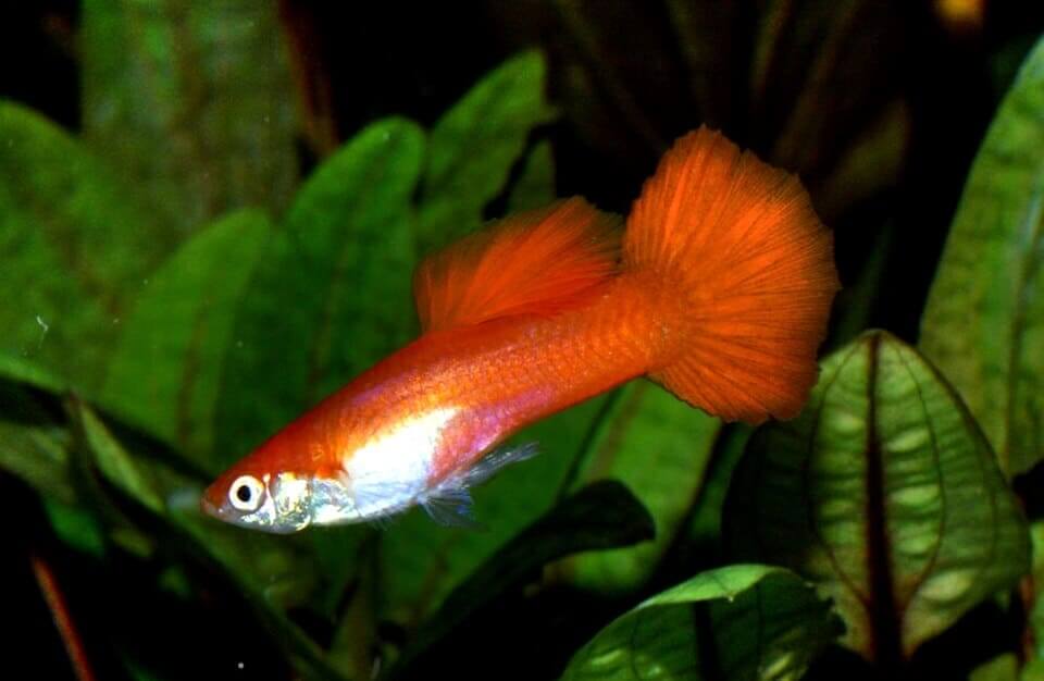 Guppy-Männchen (Poecilia reticulata) als Zuchtform