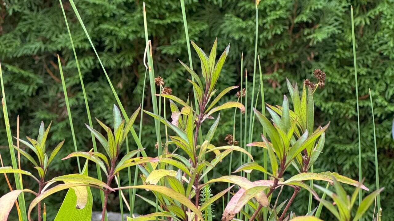 Wasserpflanzen im Miniteich auf der Terrasse