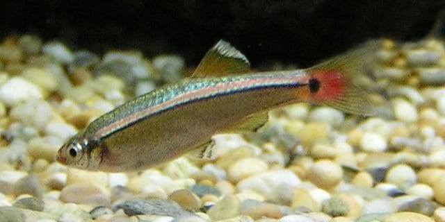 Kardinalfisch (Tanichthys albonubes) im Aquarium