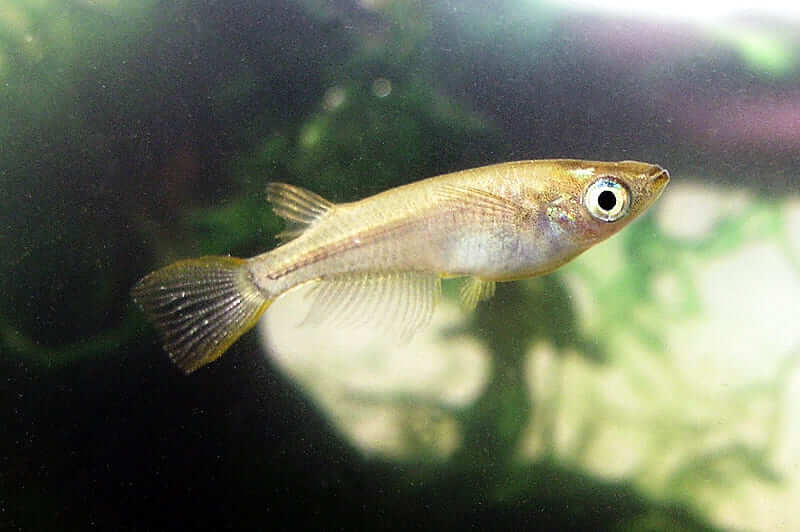 Japanischer Reisfisch Medaka (Oryzias latipes) im Porträt