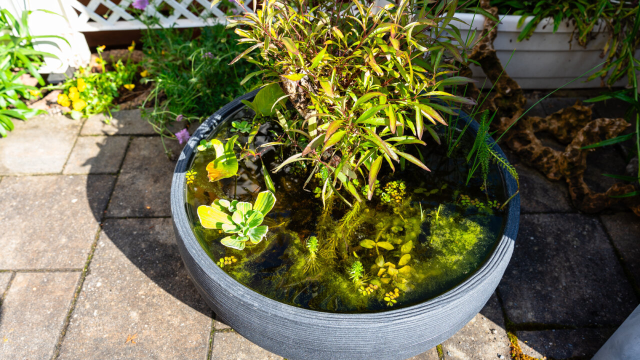 Miniteich auf der Terrasse in einer Pflanzschale mit Teich- und Aquarienpflanzen