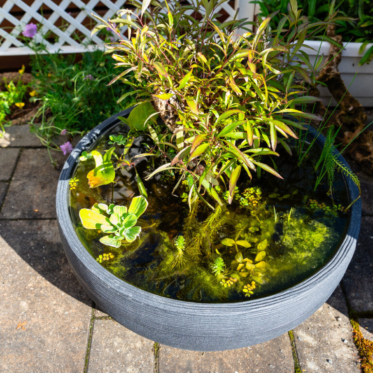 Einen wunderschönen Miniteich für den Garten anlegen – in 7 einfachen Schritten zur eigenen kleinen Wohlfühloase