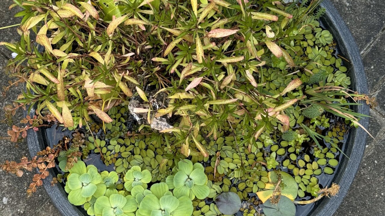 Miniteich von oben mit Schwimmpflanzen und Aquarienpflanzen