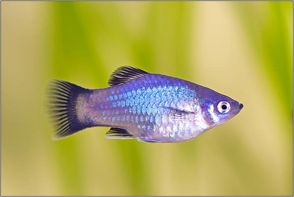 Blauer Platy (Xiphophorus maculatus), weiblich
