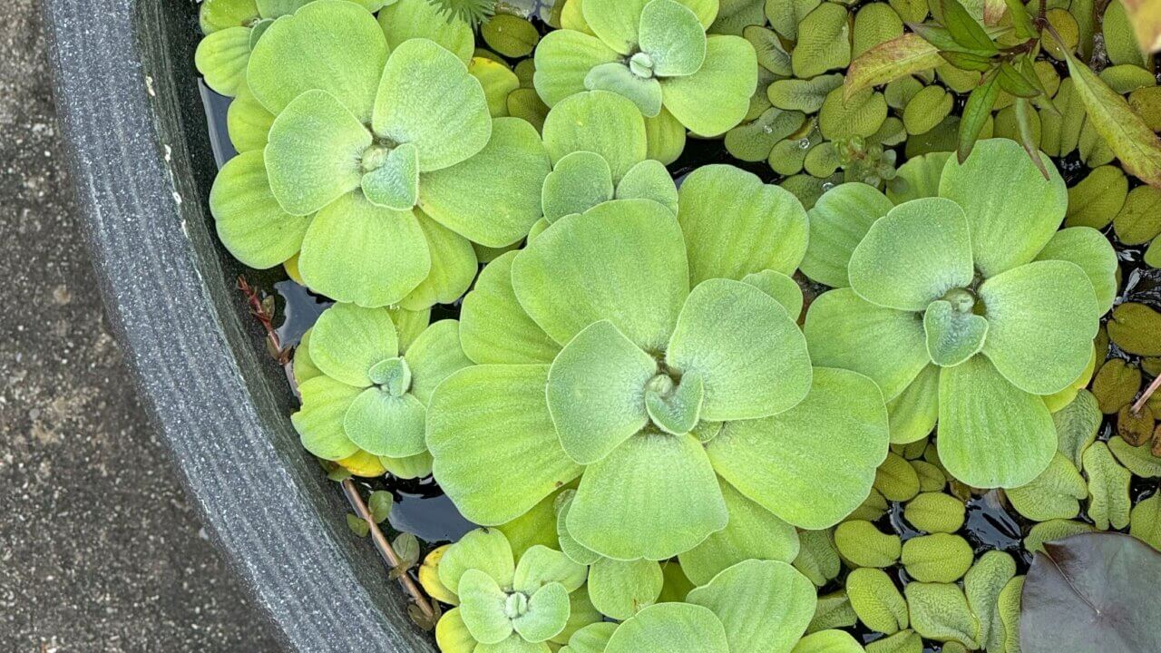 Schwimmpflanzen Muschelblume (Pistia stratiotes) und Salvinia im Miniteich