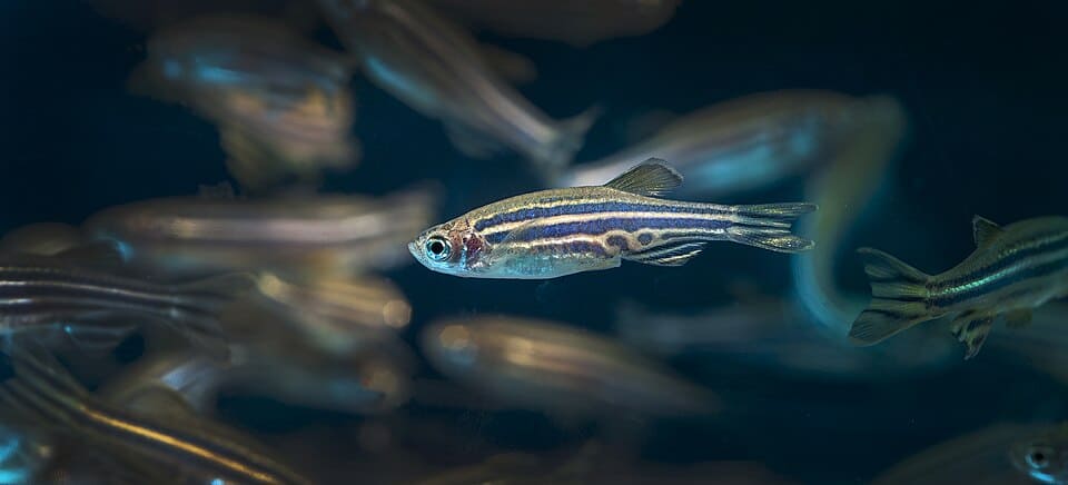 Zebrabärblinge (Danio rerio) im Schwarm