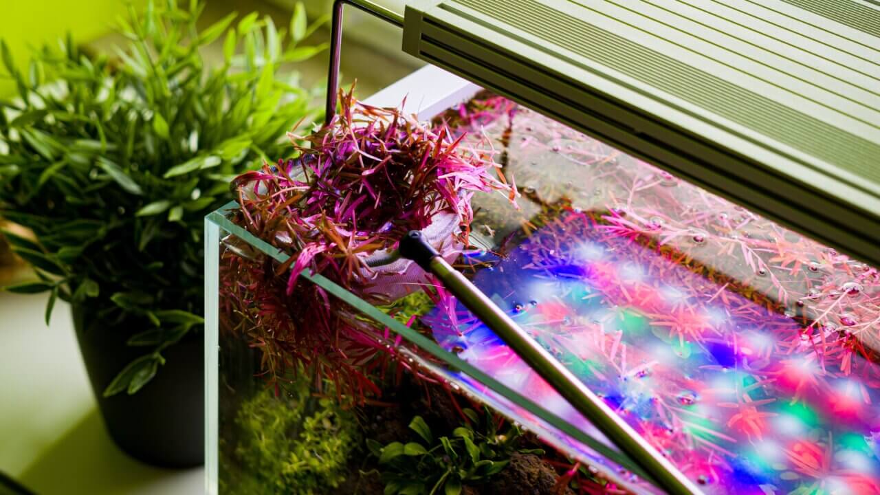 Rückschnitt roter Wasserpflanzen in einem Aquascape-Aquarium mit starker LED-Beleuchtung – Netz mit frisch geschnittenen Pflanzen am Beckenrand