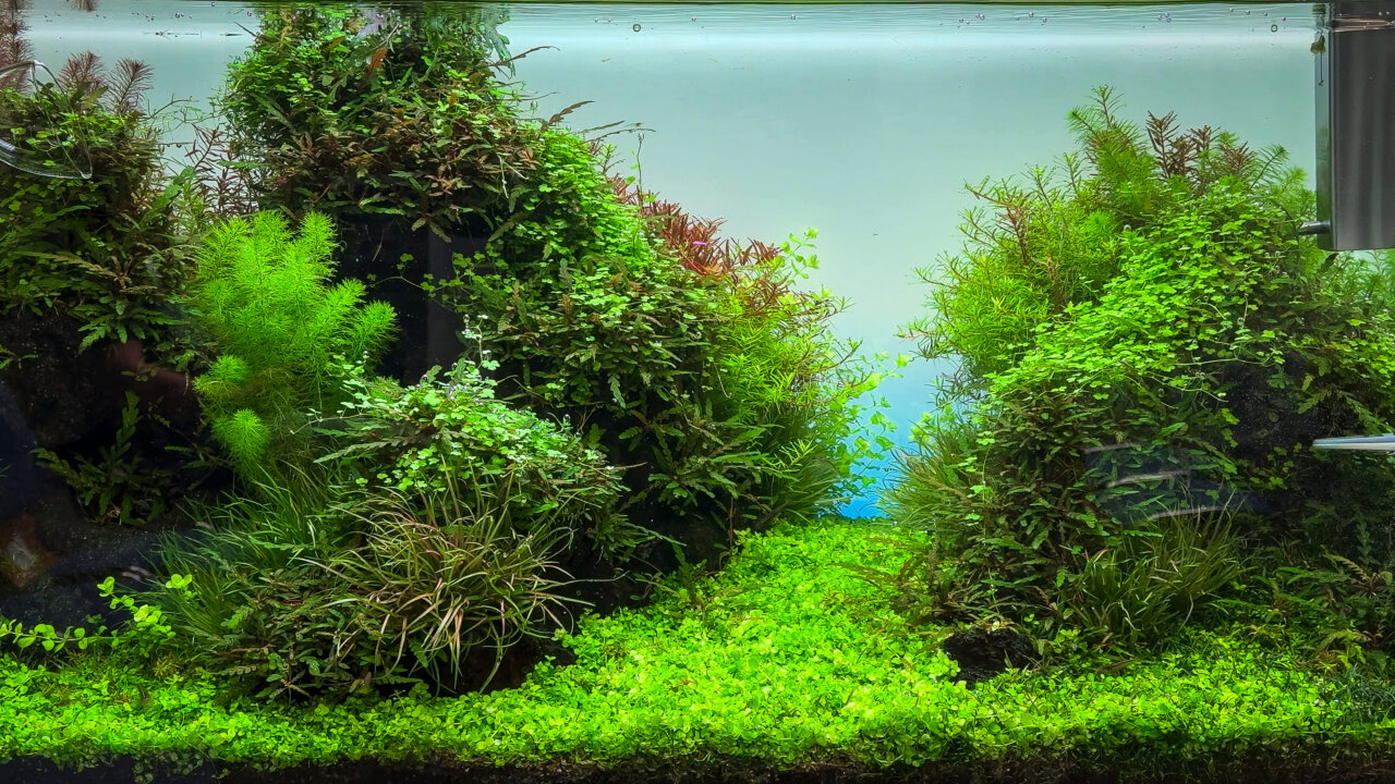 Bepflanztes Aquascape mit verschiedenen Wasserpflanzen