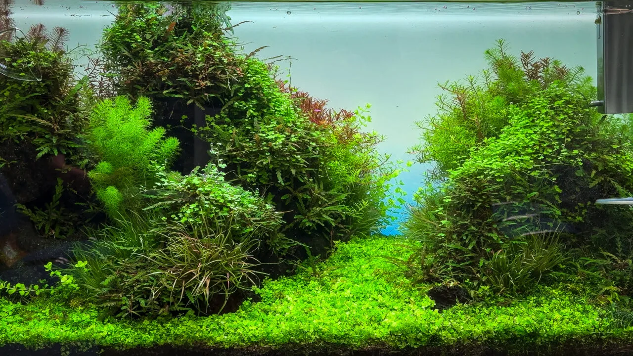 Top 7 pflegeleichte Wasserpflanzen frs Aquarium ohne CO  die besten  Anfngerpflanzen