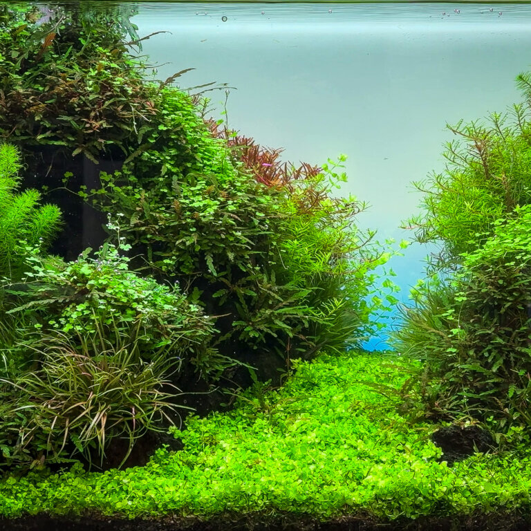 Bepflanztes Aquascape mit verschiedenen Wasserpflanzen