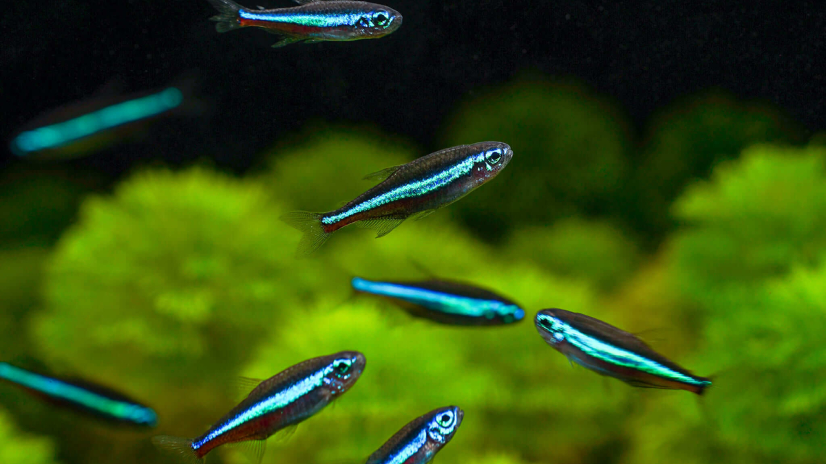 blaue-neons-aquarium