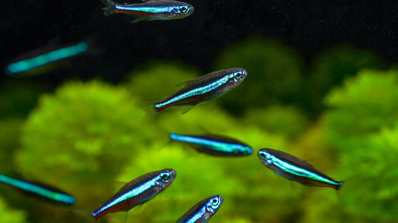Schwarm blauer Neons im Aquarium