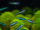 blaue-neons-aquarium
