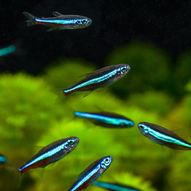 Blauer Neon (Paracheirodon simulans) – Steckbrief & Haltung im Aquarium