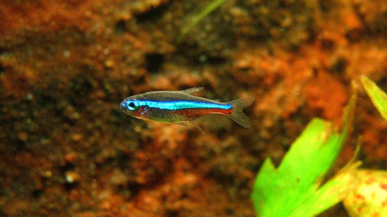 Blauer Neon (Paracheirodon simulans) im Aquarium