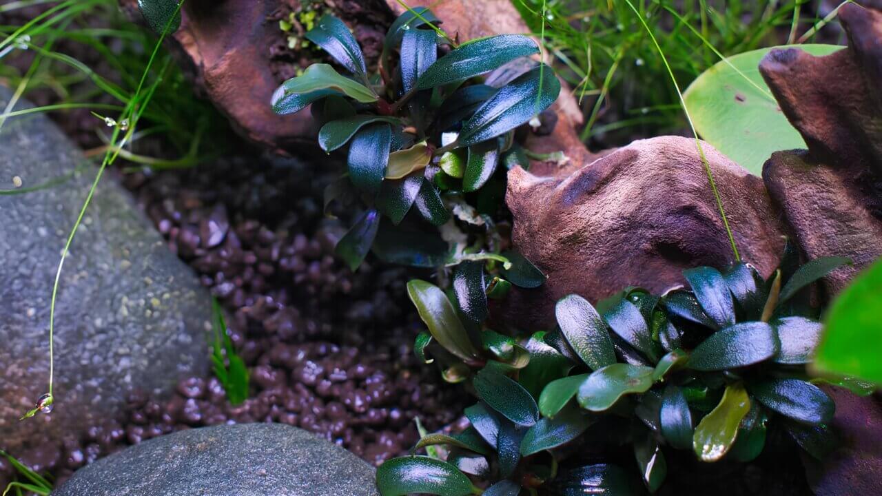 Bucephalandra Brownie Ghost im Aquarium – pflegeleichte Aufsitzerpflanze ohne CO₂