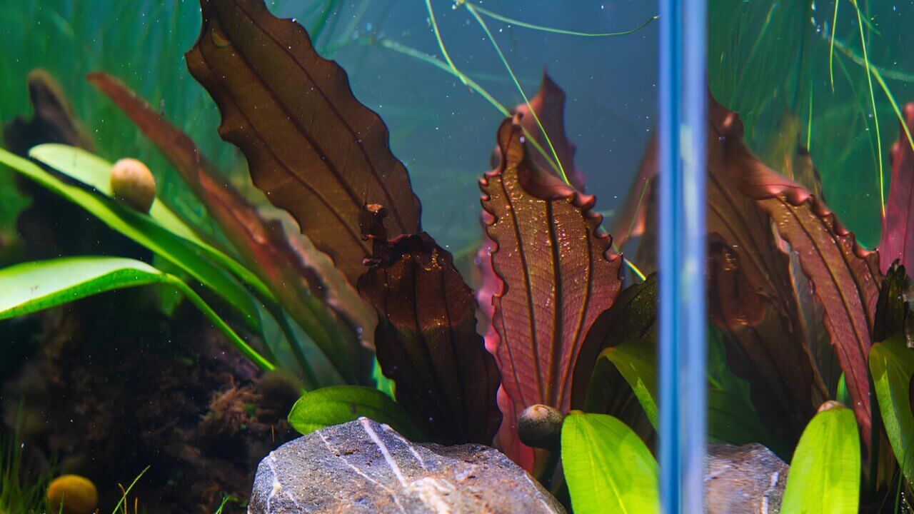 Echinodorus Red Diamond Schwertpflanze mit roten Blättern im Nano Aquascape