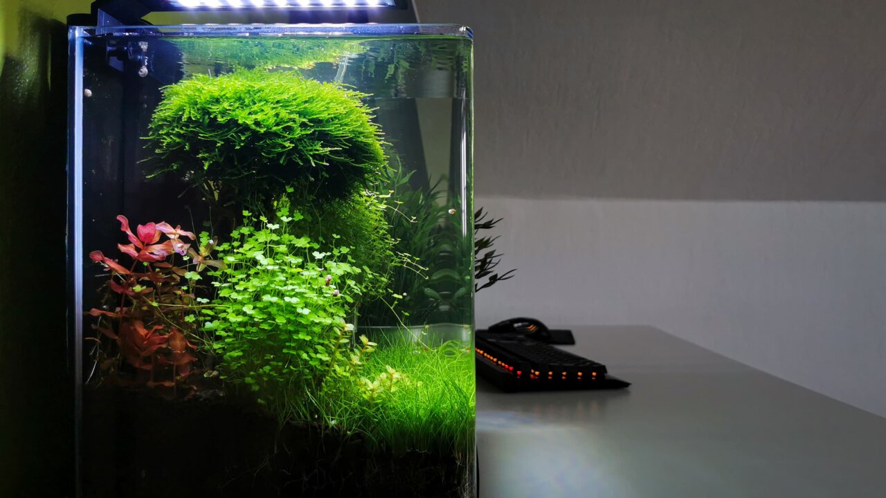 Einfaches Nano Cube Aquarium auf dem Schreibtisch mit Moos