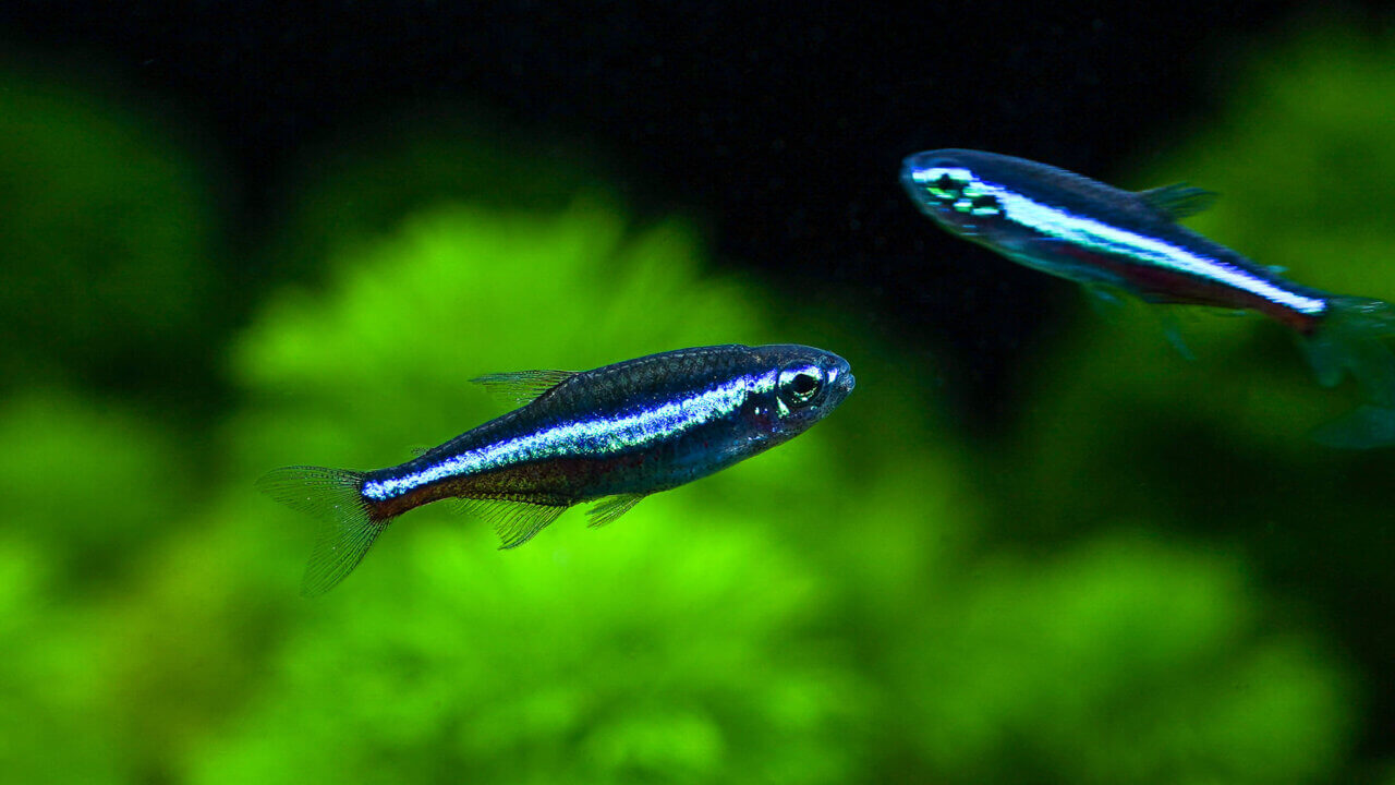 Blauer Neon (Paracheirodon simulans) mit intensiv blau gefärbten seitlichen Längsstreifen