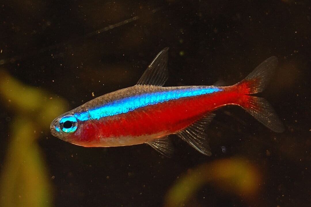 Roter Neon (Paracheirodon axelrodi) im Aquarium
