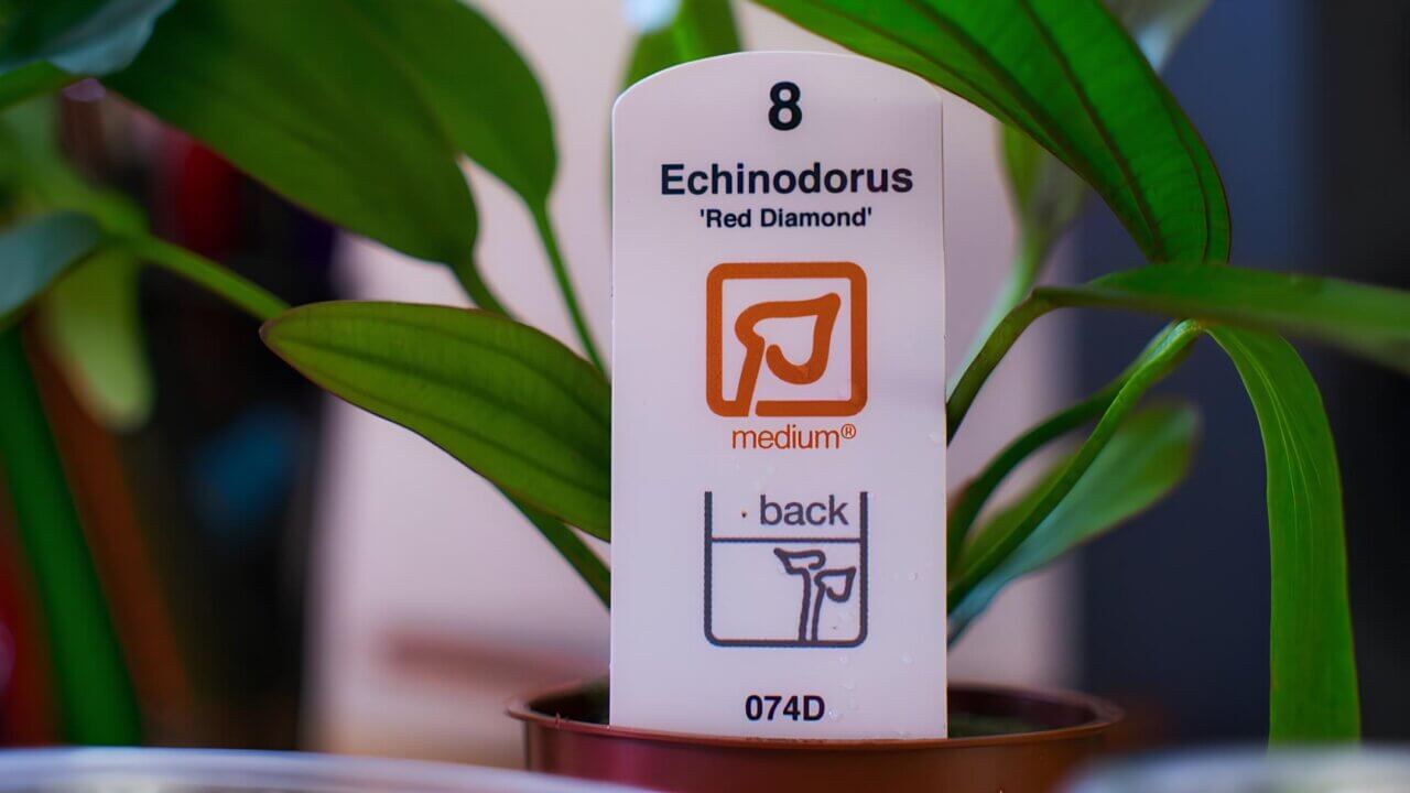 Tropica Pflanzenlabel mit Ampelsystem – so erkennt man, ob Aquarienpflanzen leicht, mittel oder schwer zu halten sind