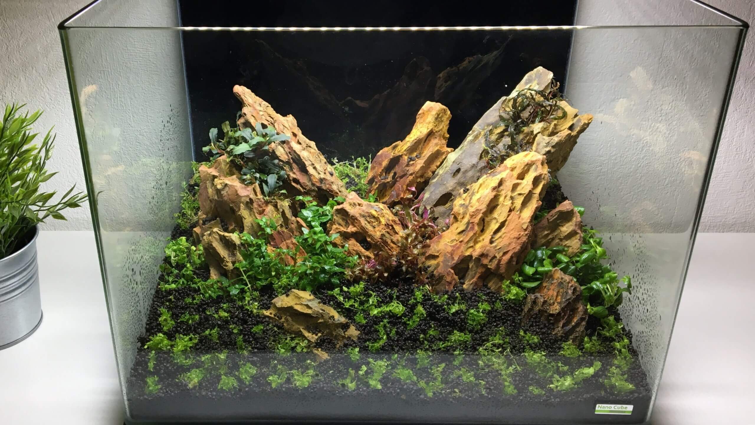 Aquascape im Floatglas Aquarium mit Steinen und Pflanzen