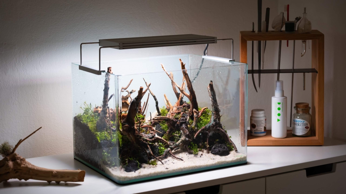 Aquascape mit Hardscape, Moosen und Werkzeugen – eingerichtetes Aquarium als Inspiration für Aquascaper.