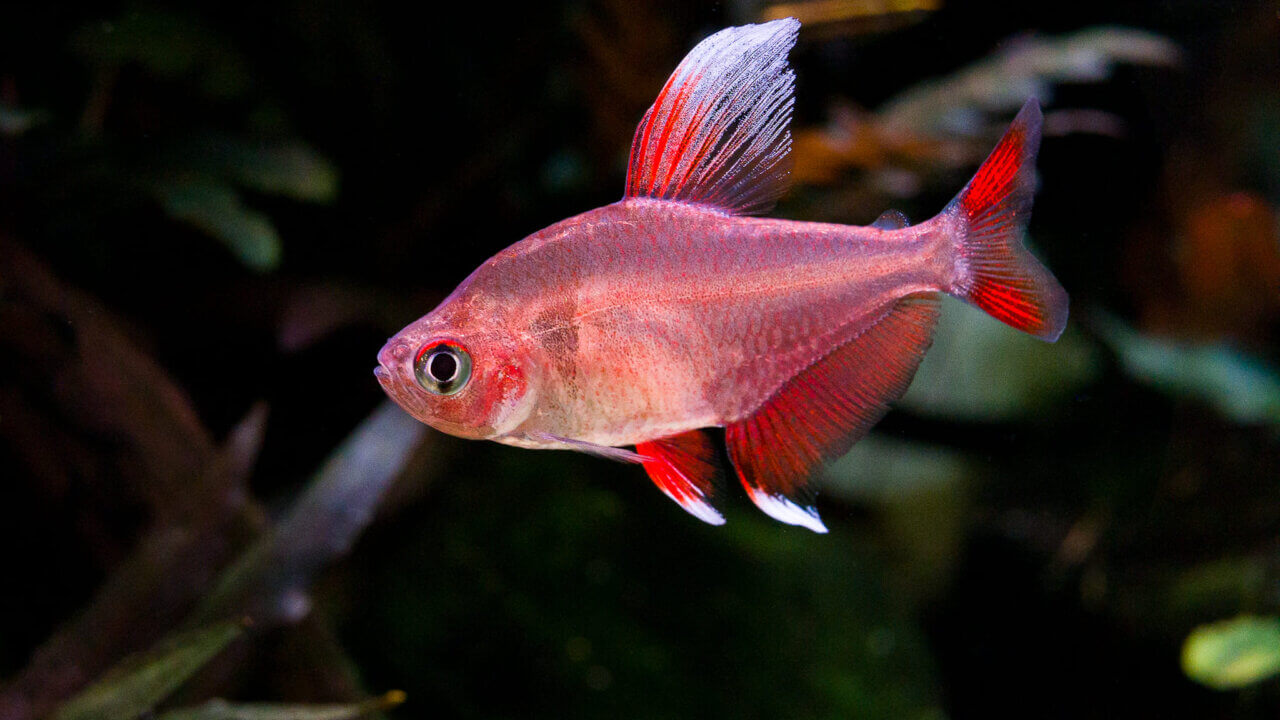 Intensiv gefärbtes Männchen des Weißflossen-Schmucksalmlers mit langen ausgezogenen Flossen im Aquarium