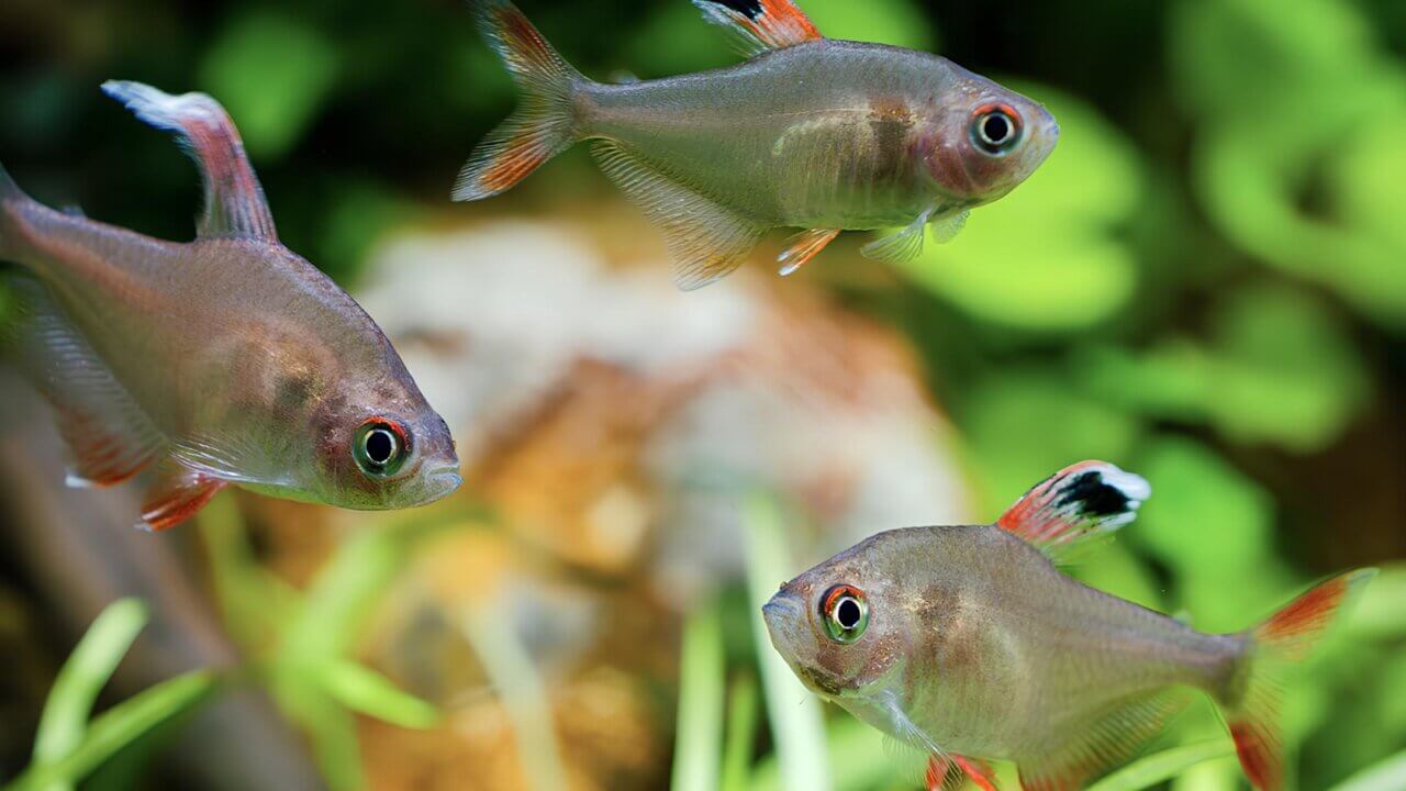 Männchen und Weibchen des Weißflossen-Schmucksalmlers (Hyphessobrycon bentosi White Fin) im bepflanzten Süßwasseraquarium.