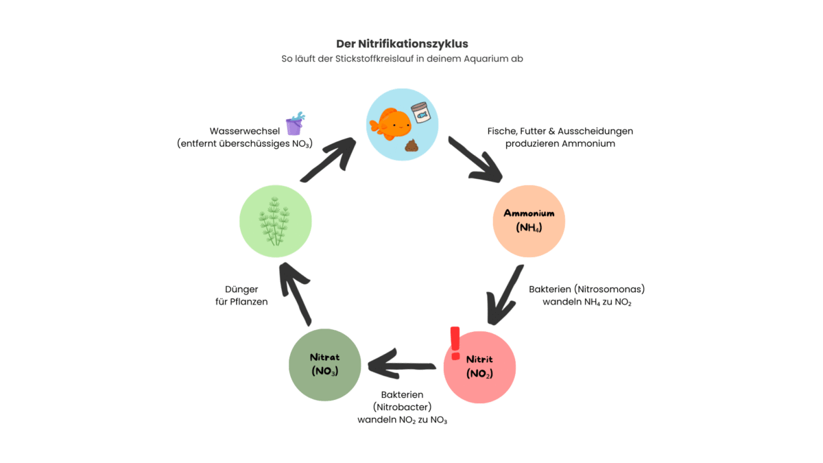 nitrifikationszyklus-schaubild