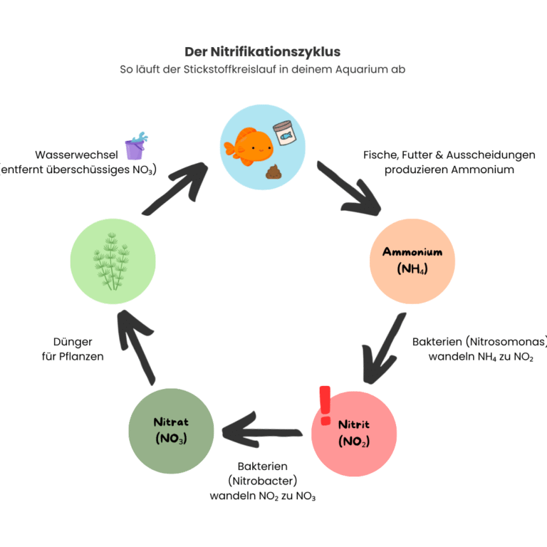 So funktioniert der Stickstoffkreislauf im Aquarium – einfach erklärt