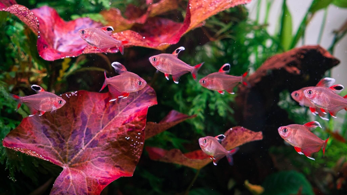 Schwarm Weißflossen-Schmucksalmler (Hyphessobrycon bentosi White Fin) in einem bepflanzten Aquarium mit roten Lotusblättern im Hintergrund