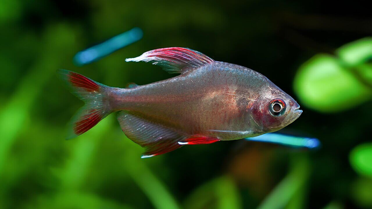 Nahaufnahme eines Weißflossen-Schmucksalmler-Männchens im bepflanzten Süßwasseraquarium