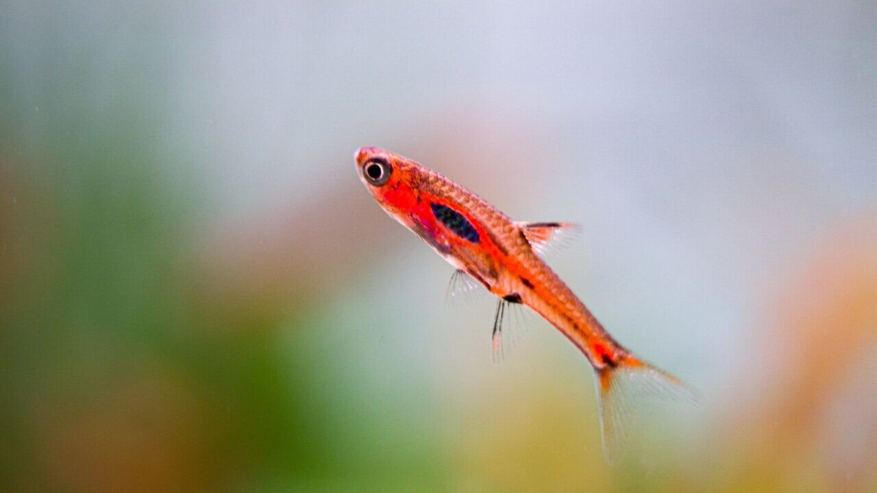 Moskitobärbling (Boraras brigittae) als friedlicher Schwarmfisch im Garnelenaquarium
