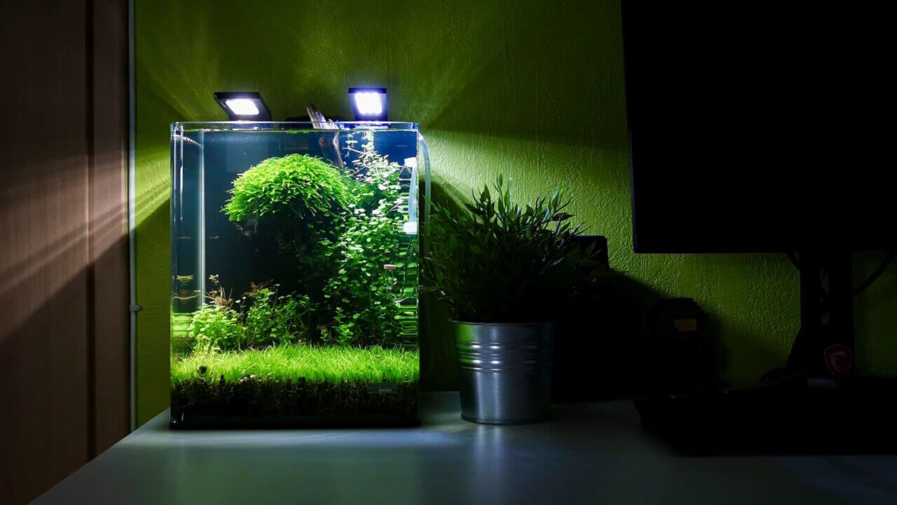 Bepflanztes Nanoaquarium im Aquascaping-Stil mit Zwerggarnelen und LED-Beleuchtung