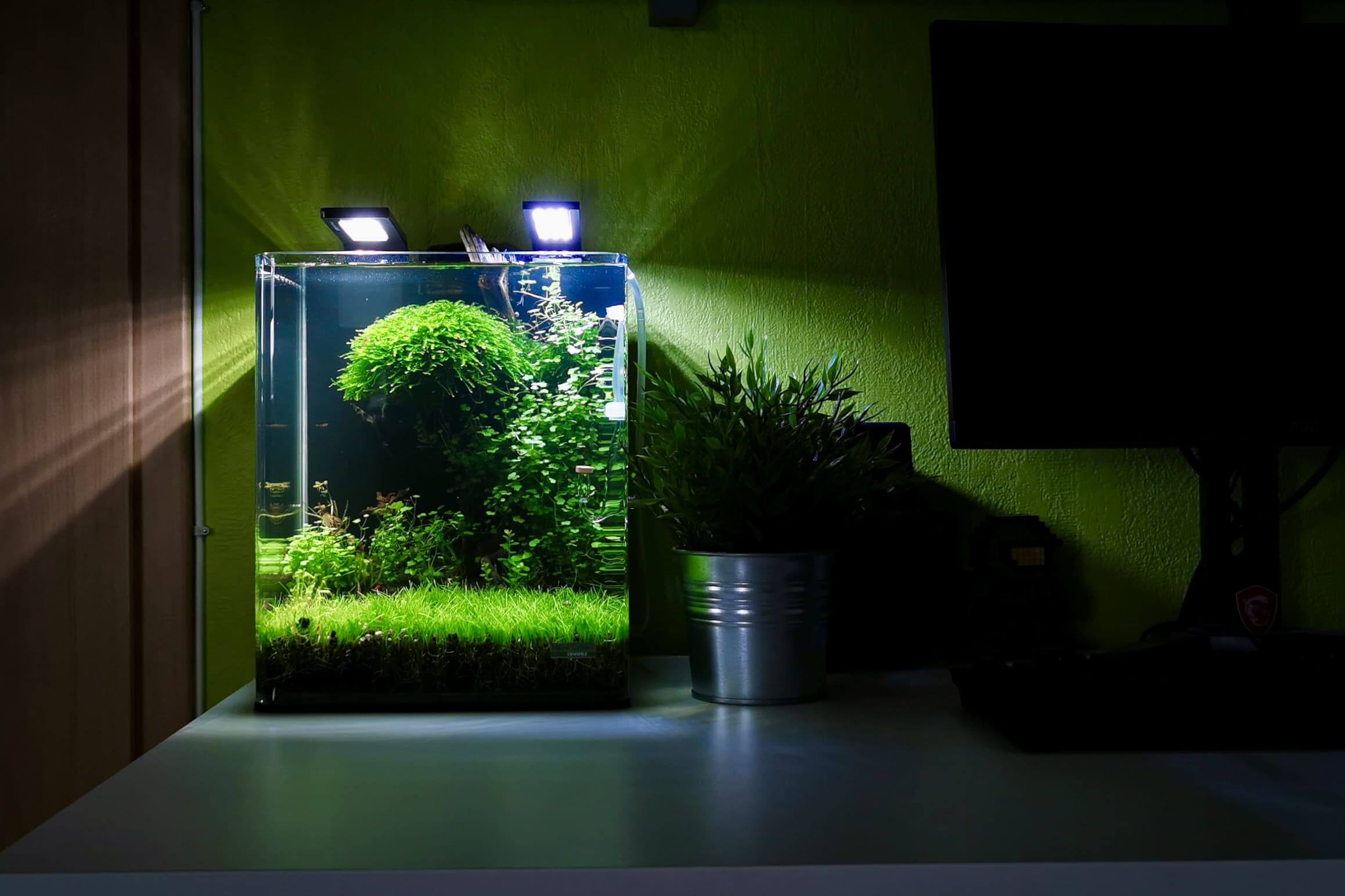 Bepflanztes Nanoaquarium im Aquascaping-Stil mit Zwerggarnelen und LED-Beleuchtung