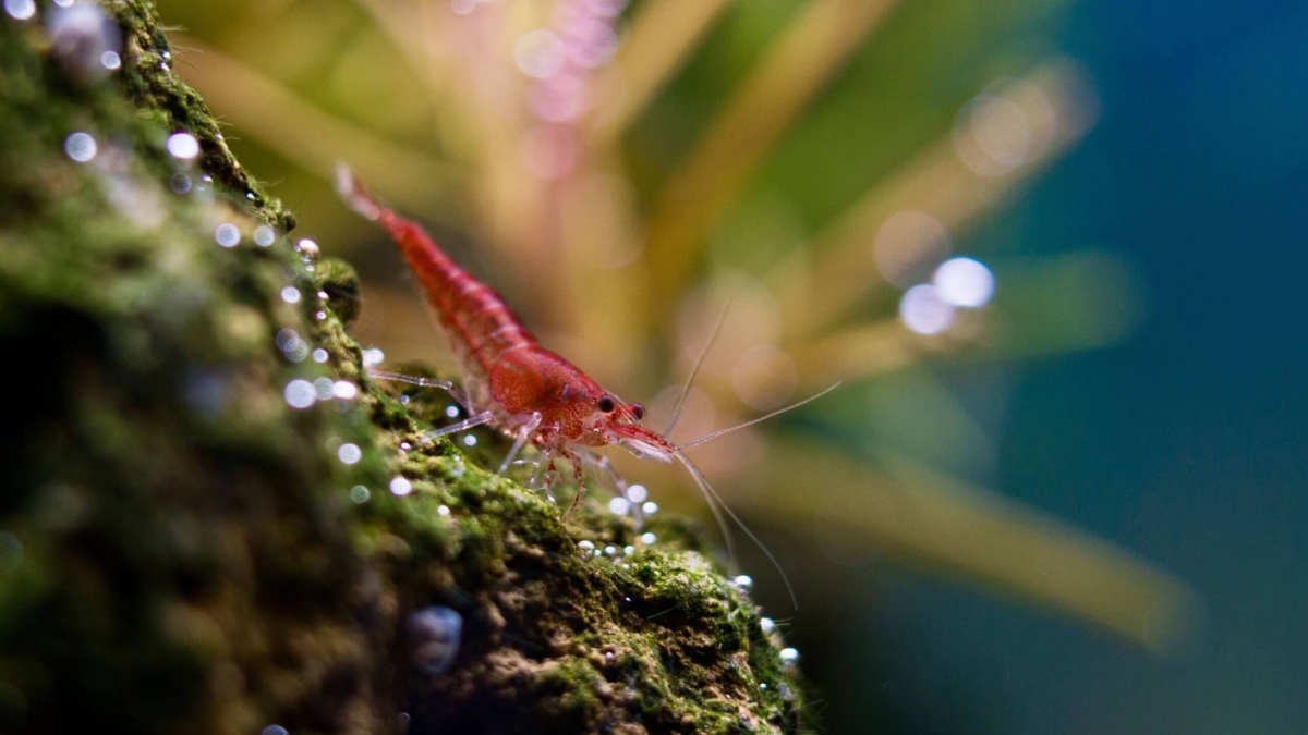 Rote Neocaridina Garnele auf einem Stein in einem Nano-Aquarium
