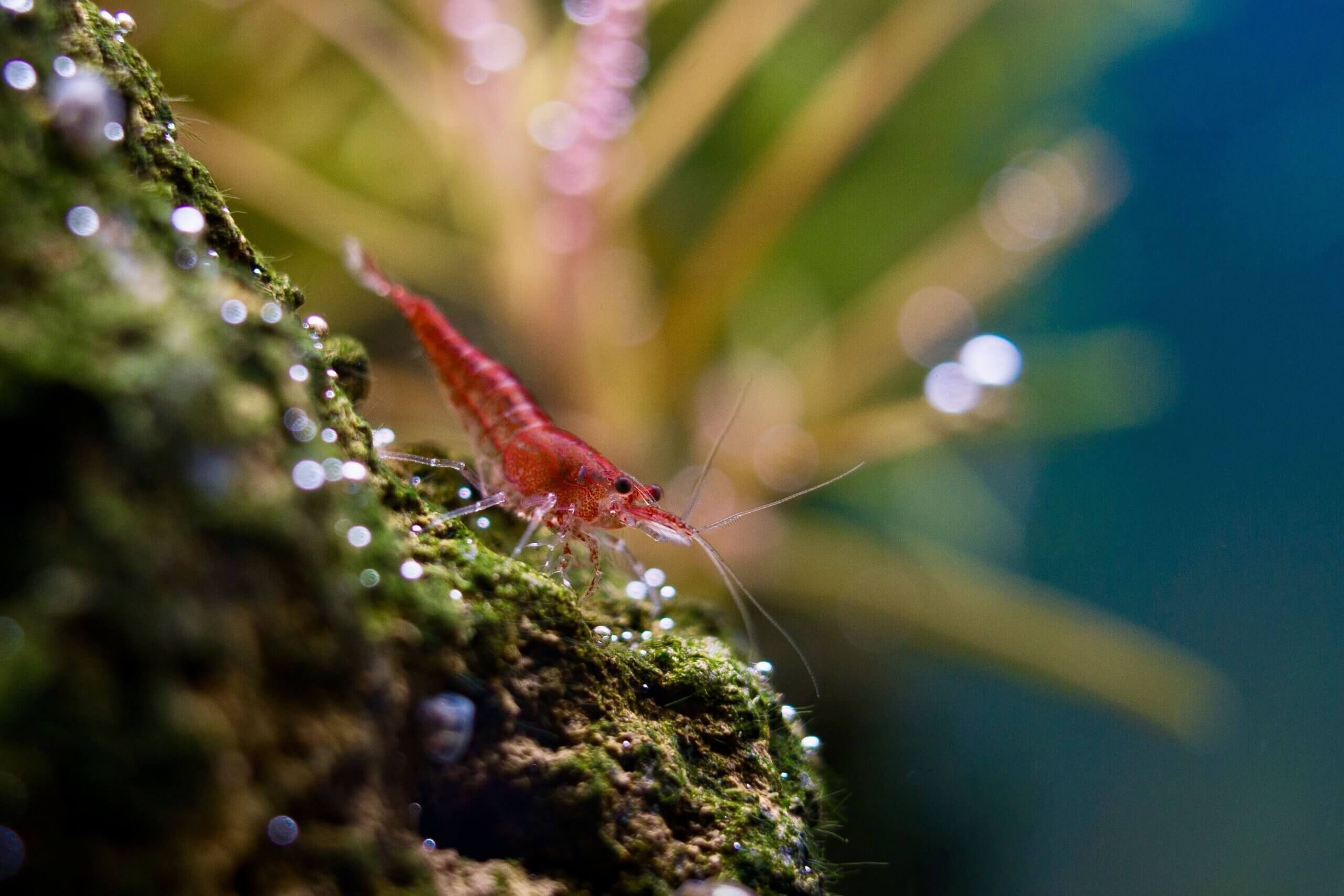 Rote Neocaridina Garnele auf einem Stein in einem Nano-Aquarium