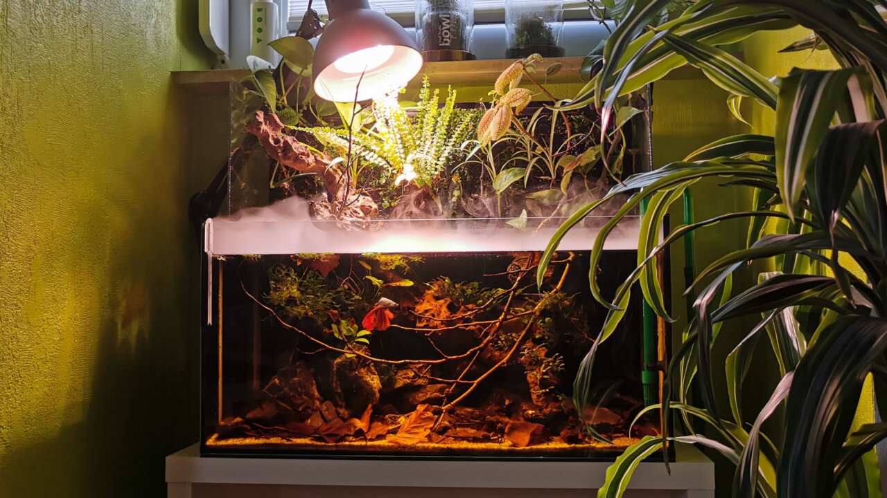 Selbstgebautes Paludarium aus altem Aquarium mit bepflanzter Rückwand und Wasserlauf für einen Kampffisch (Betta splendens).