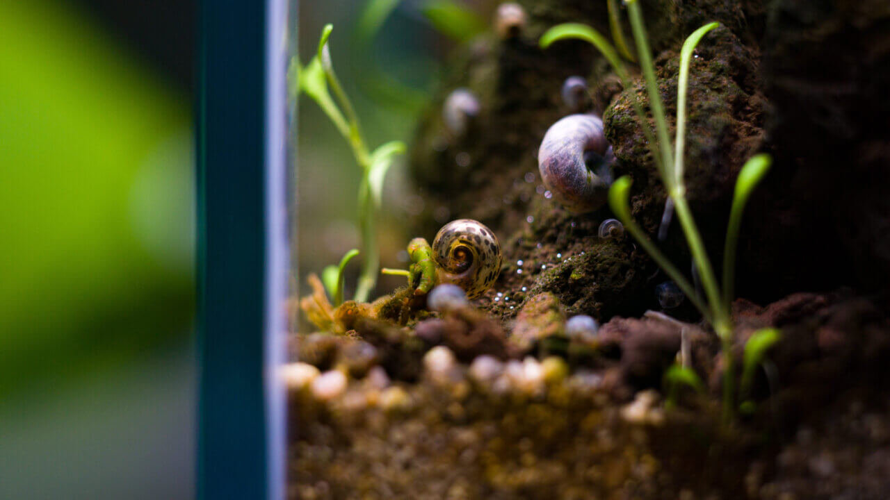 Nahaufnahme einer Posthornschnecke (Planorbella duryi duryi) im Aquarium.