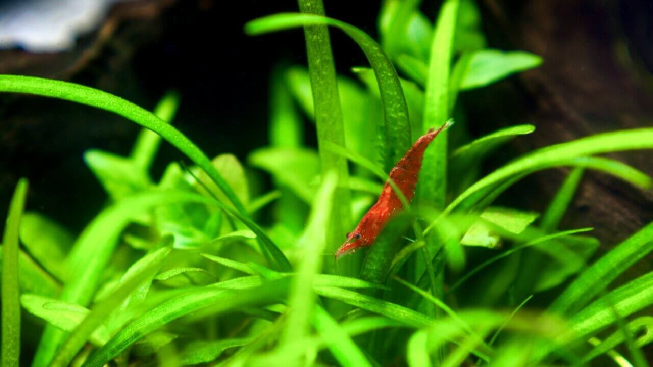Red Sakura Zwerggarnele zwischen grünen Wasserpflanzen im Garnelenaquarium