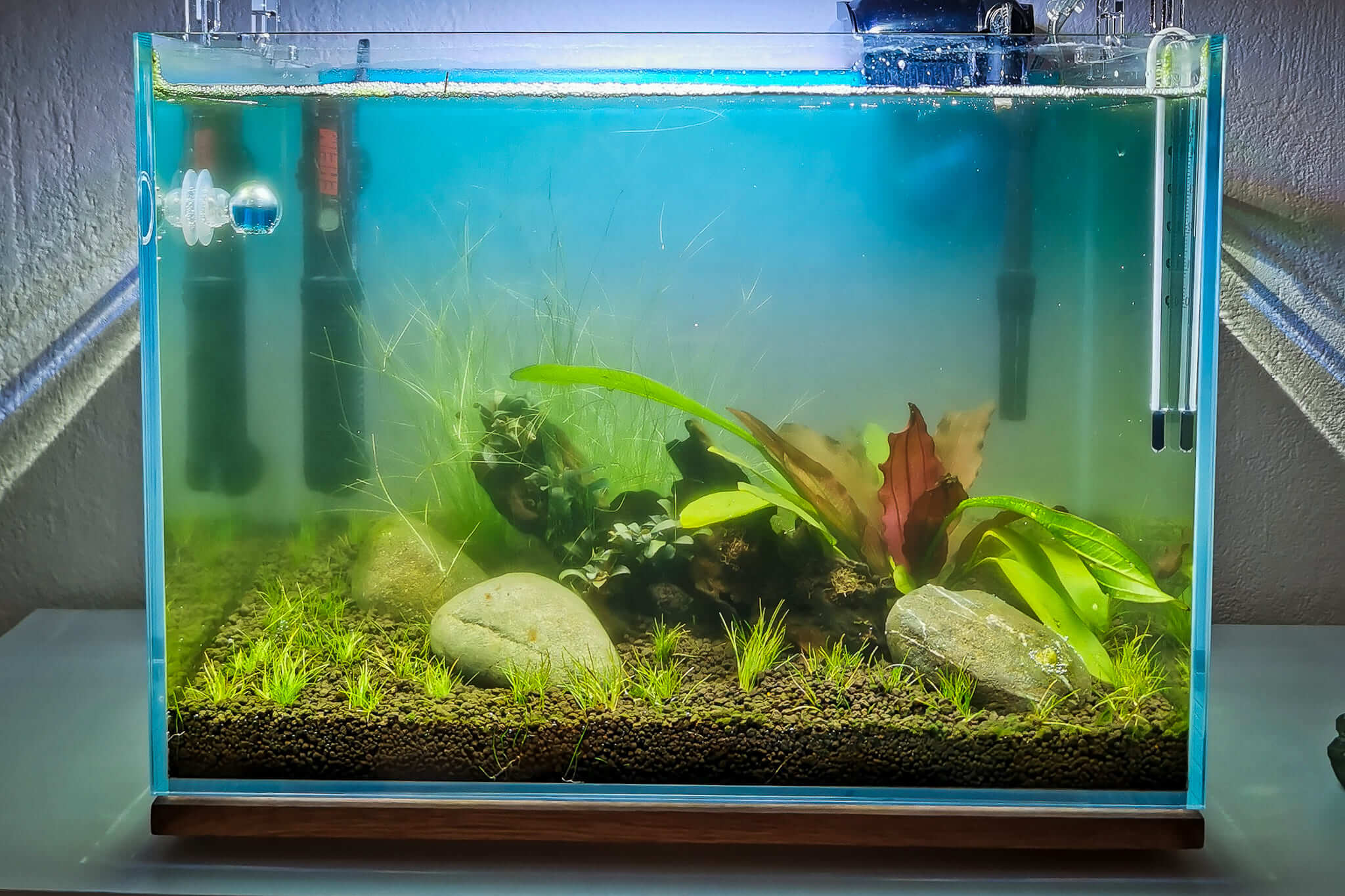 Nano-Aquarium zeigt eine Algenblüte durch sichtbar grünes Wasser während der Einfahrphase