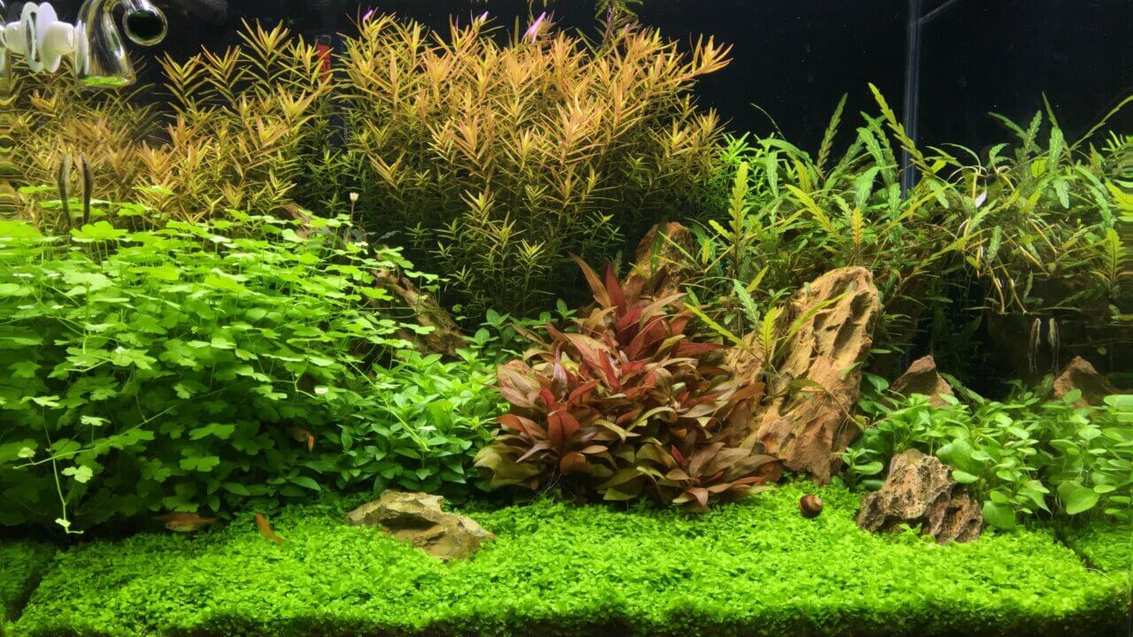 Algenfreies Dennerle Nano Aquarium mit vielen Pflanzen