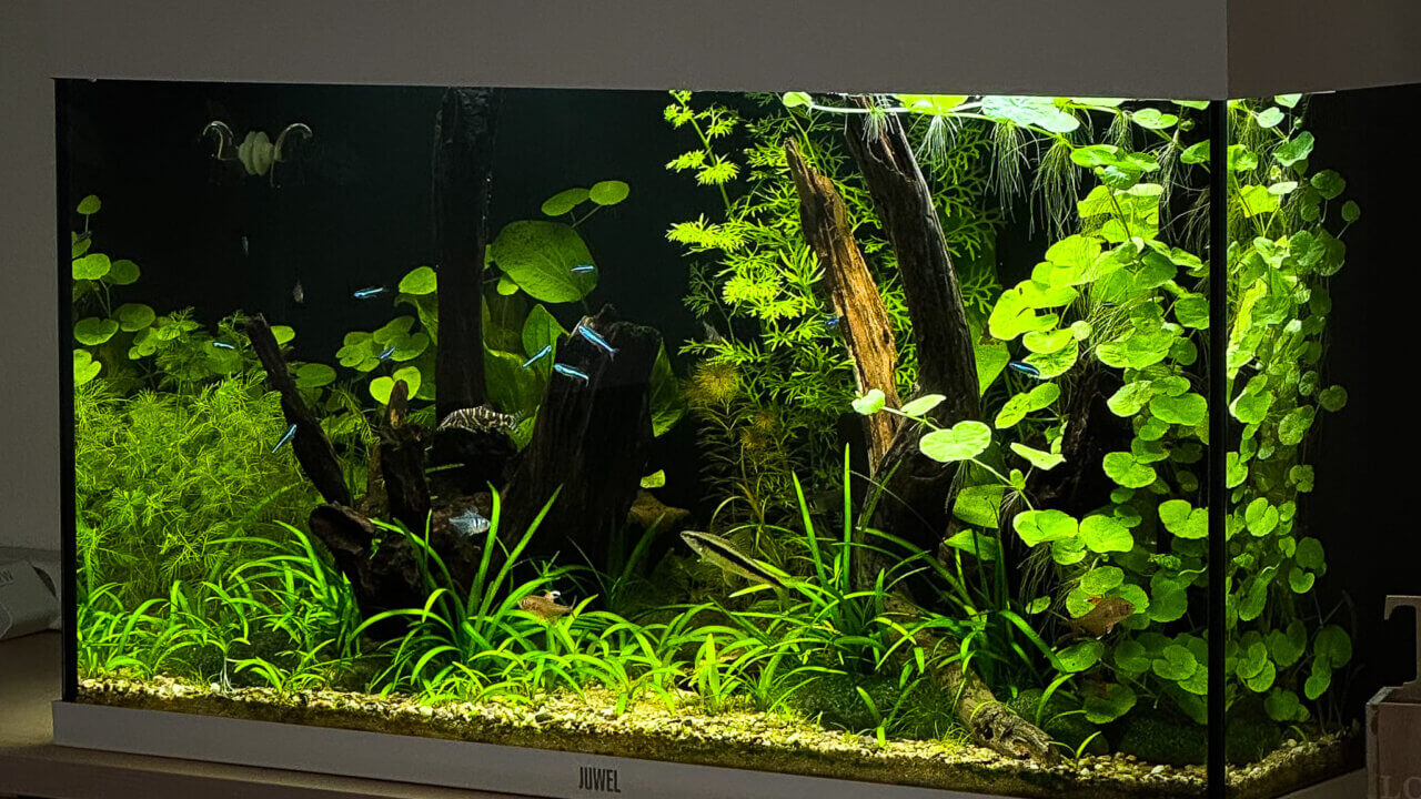 Aquarium einrichten Schritt für Schritt – bepflanztes Einsteiger-Aquarium mit Pflanzen und Wurzeln