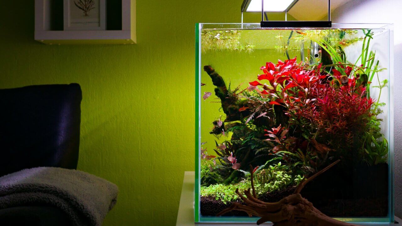 Seitenansicht eines stark bepflanzten Aquascapes im Wohnraum