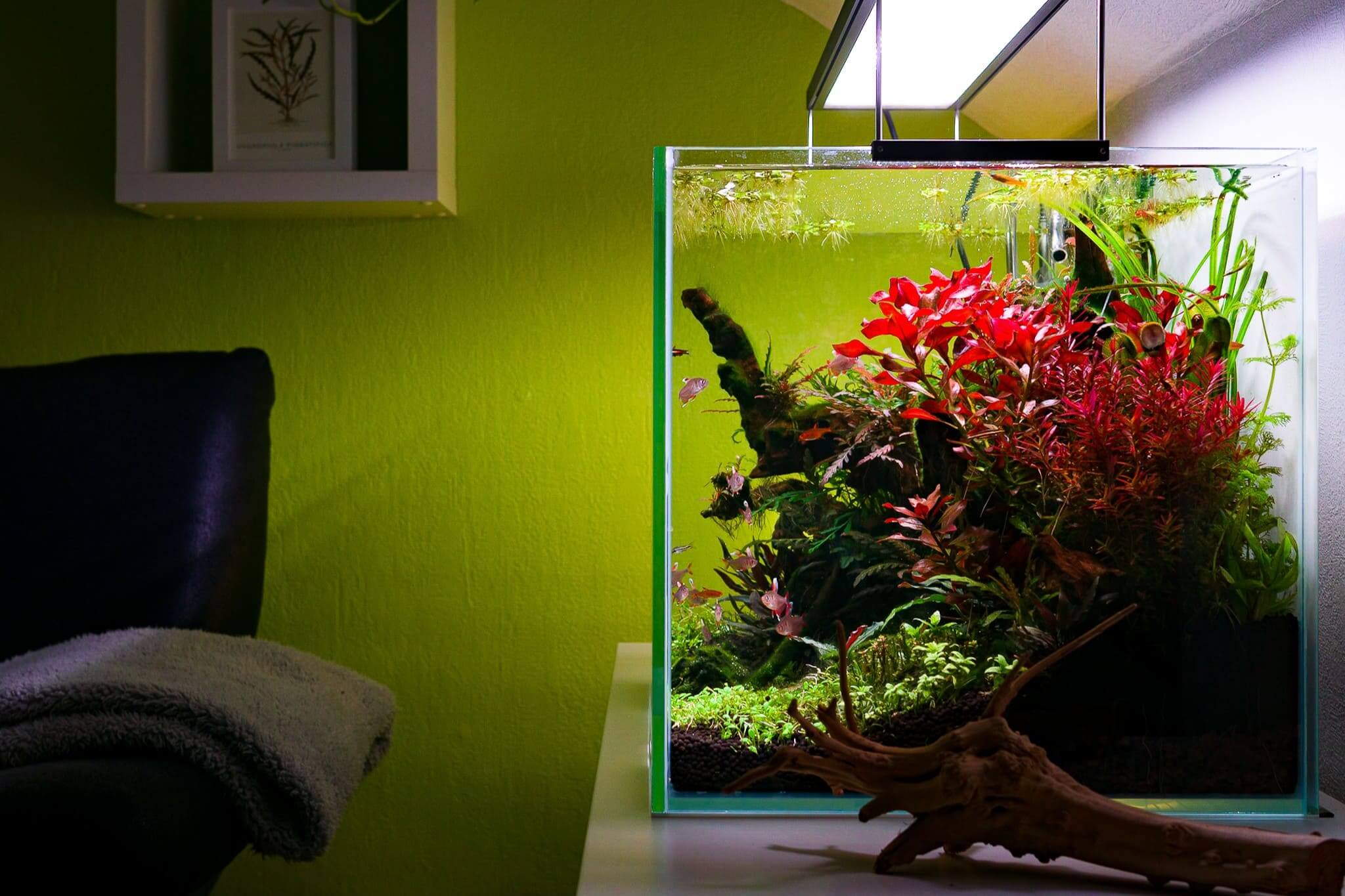 Seitenansicht eines stark bepflanzten Aquascapes im Wohnraum